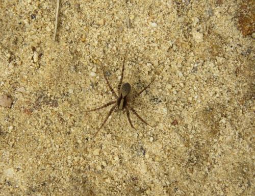 Pardosa sp.